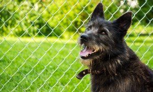 dog fence