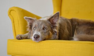 train pets to not jump on furniture dog laying yellow couch