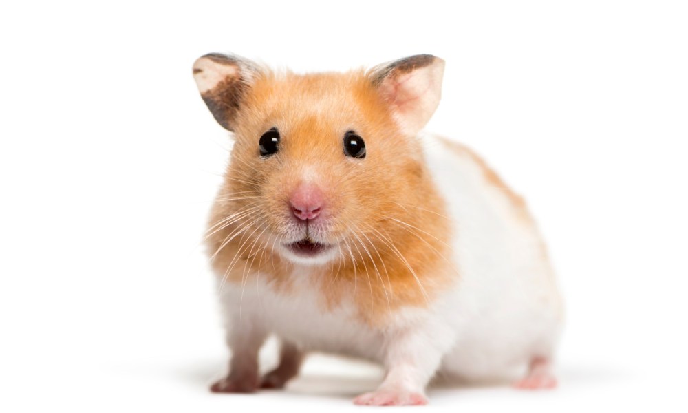 Hamster staring on white counter