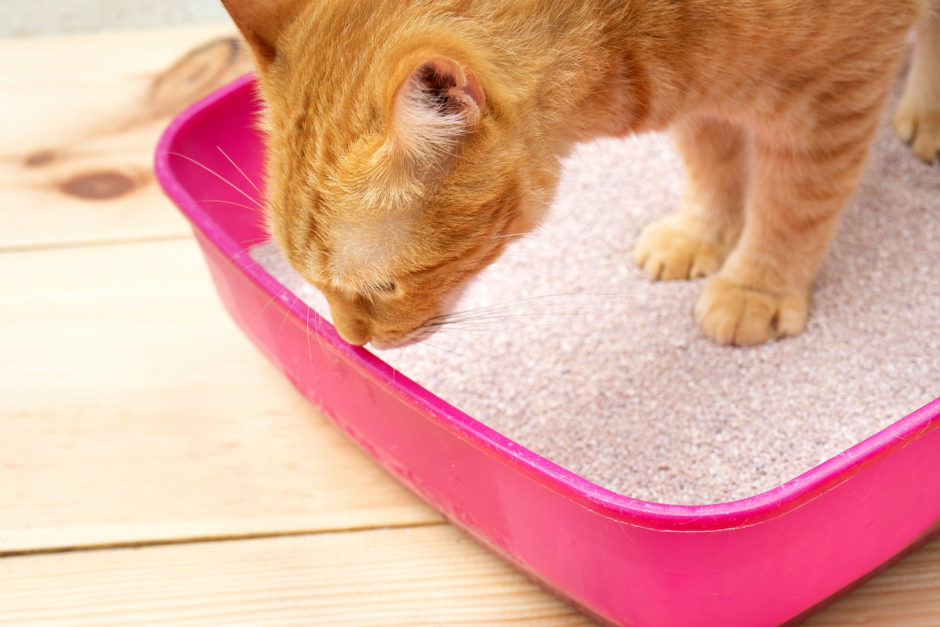 Why are my clearance kittens eating cat litter