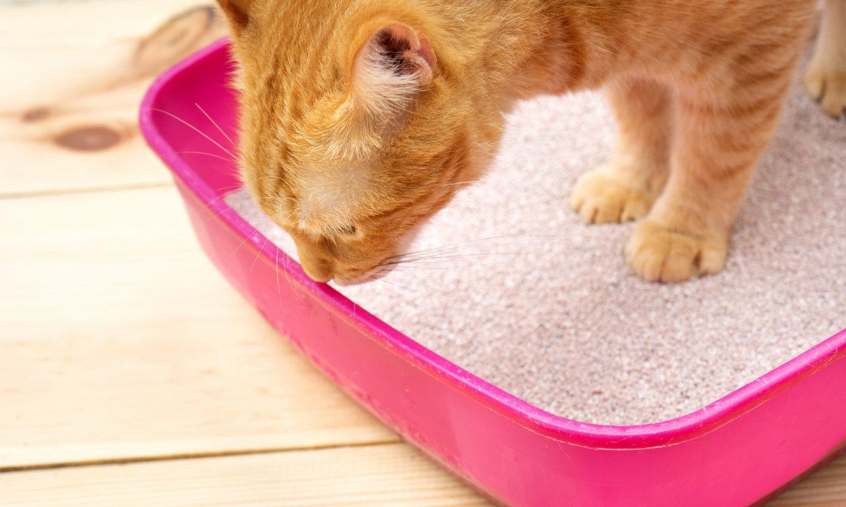 Orange cat standing in litter box