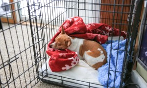 Dog in a metal crate with blankets