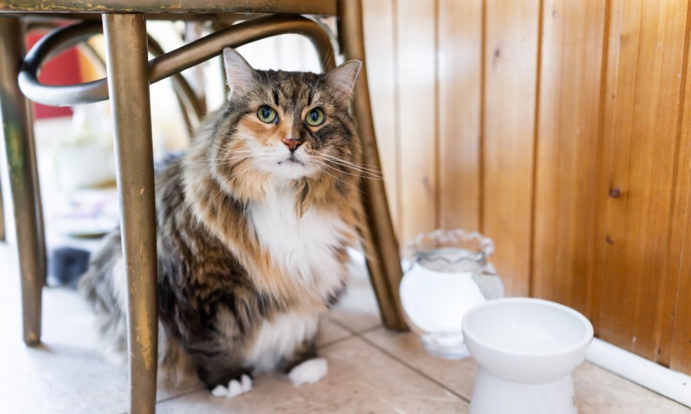 Cat sitting under a chair near a water bowl