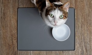 Cat with empty bowl looking up