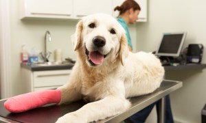 Retriever on veterinarian's table with bandaged paw