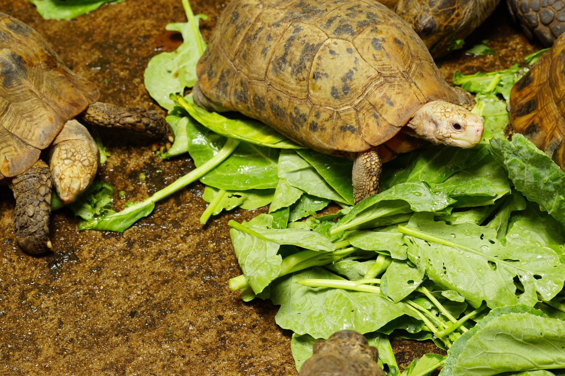 Turtle on sale food natural