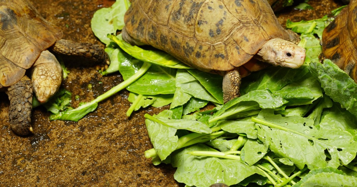 What Types of Foods and Snacks Are Best for Turtles? | PawTracks