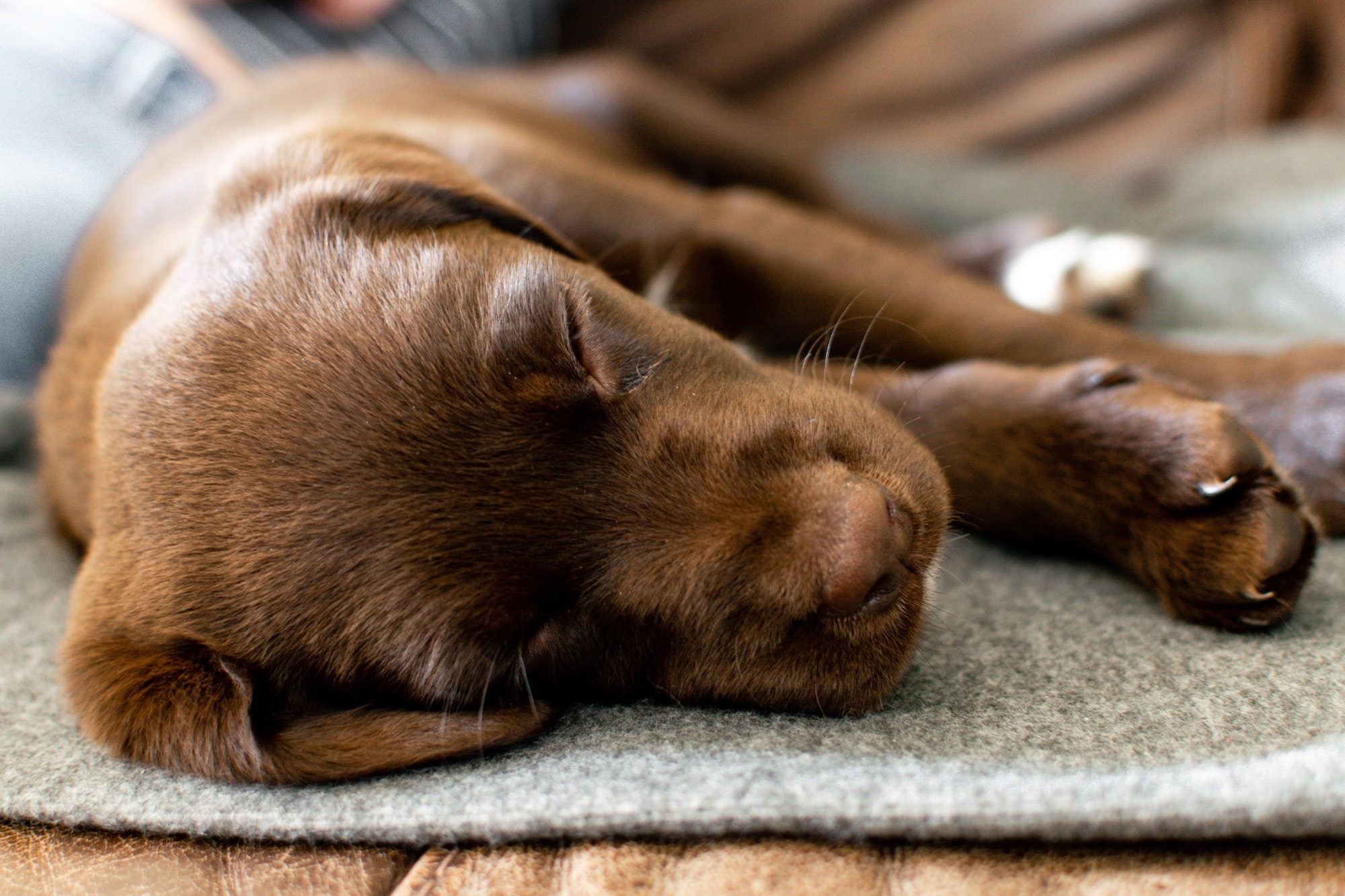 do 11 week old puppies sleep a lot