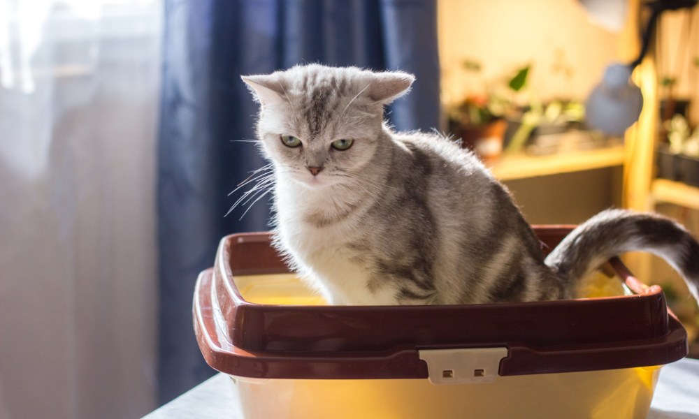 Striped cat sitting a litter box