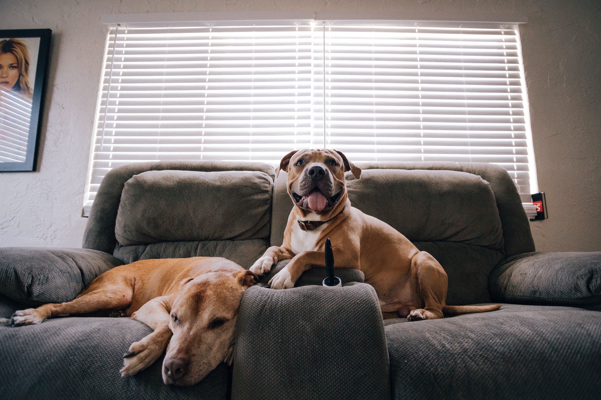 why do dogs jump on furniture