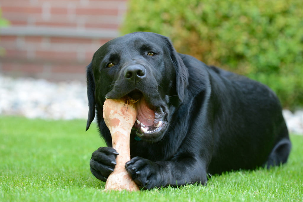 A Black Labrador chews on the end of a big bone while holding it between his front paws