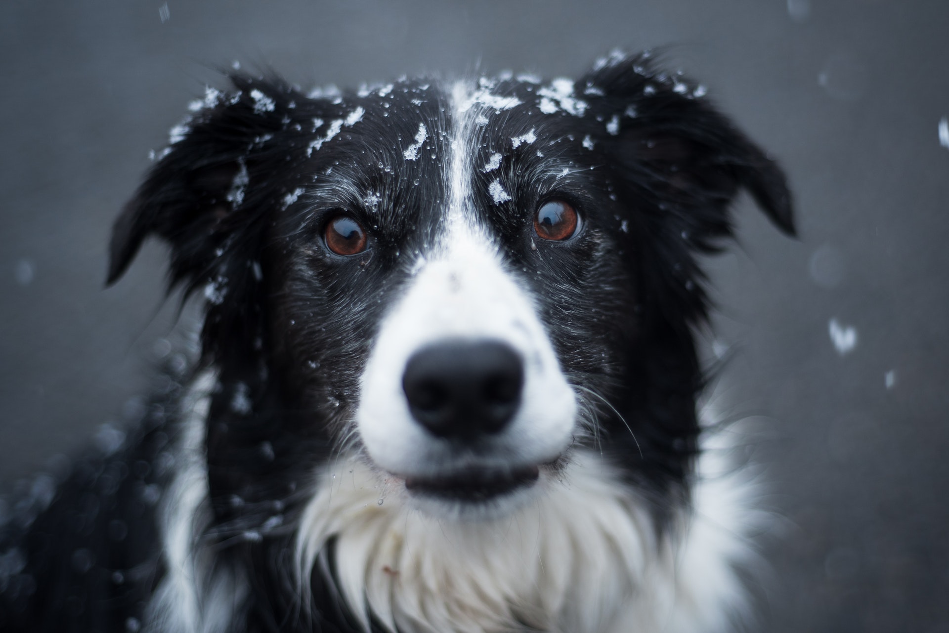 How to Keep A Dog House Warm In The Winter - Ultimate Pet Nutrition