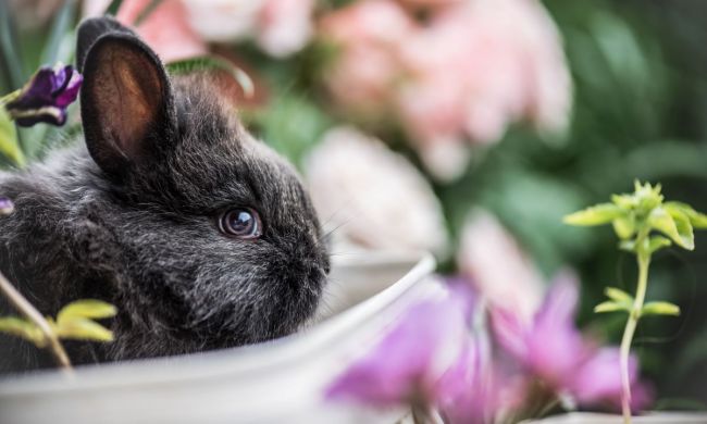 Rabbit eating out of a bowl