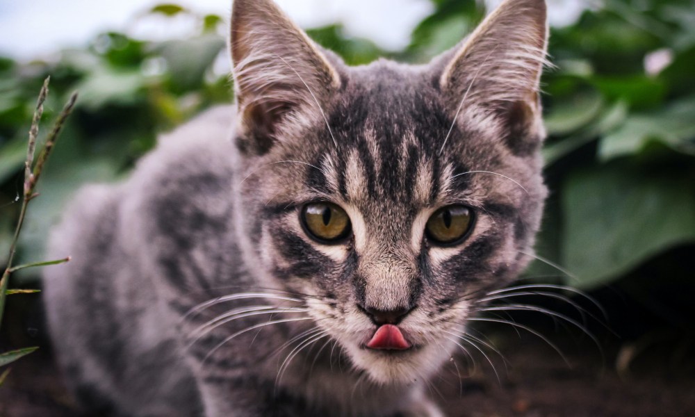 Cat licking lips