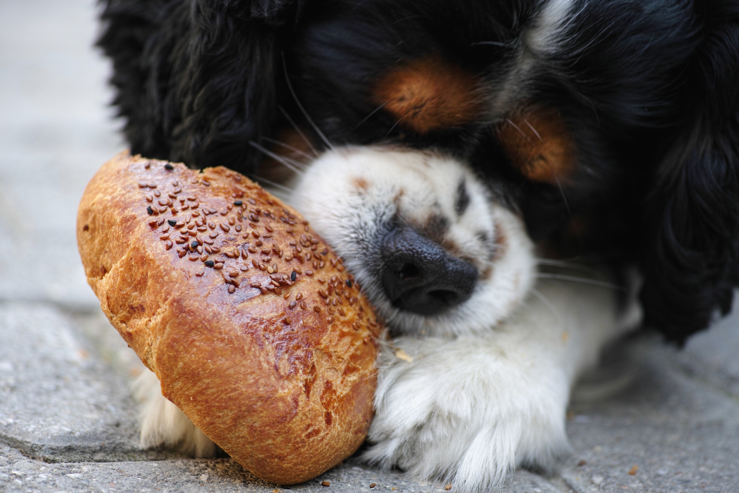 how to turn your dog into a loaf of bread