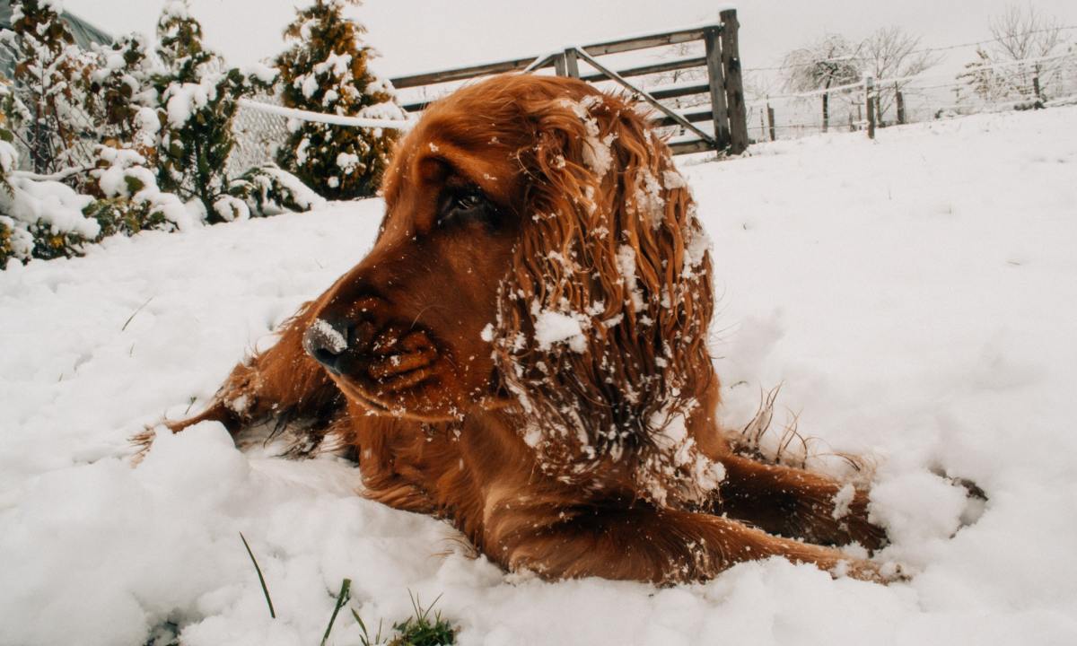 Irish setter lying in the snow