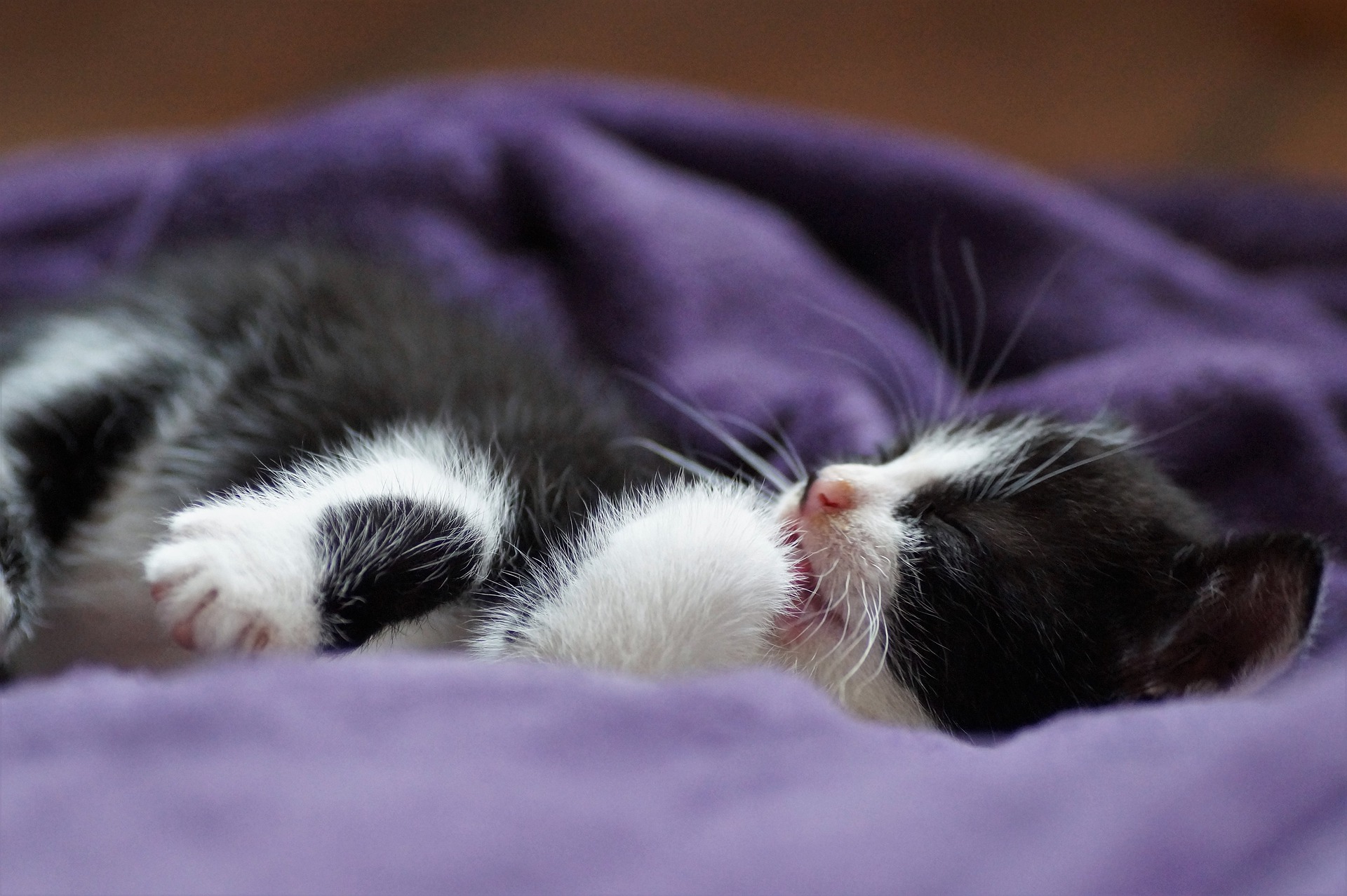 Kitten sleeping outlet in bed