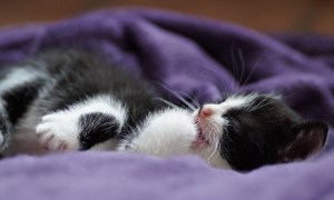 Kitten sleeping in a bed with purple cover