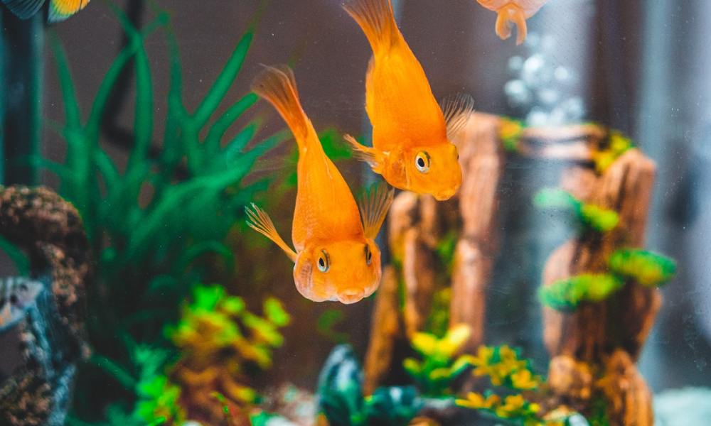 Orange fish in an aquarium