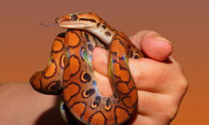 Person holding an orange striped snake