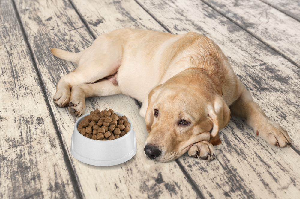 Dinnertime woes how to soften your dog s food PawTracks