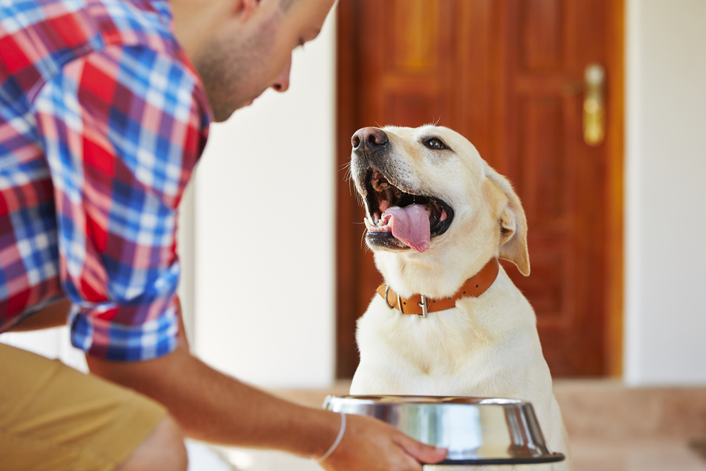 Dinnertime woes how to soften your dog s food PawTracks