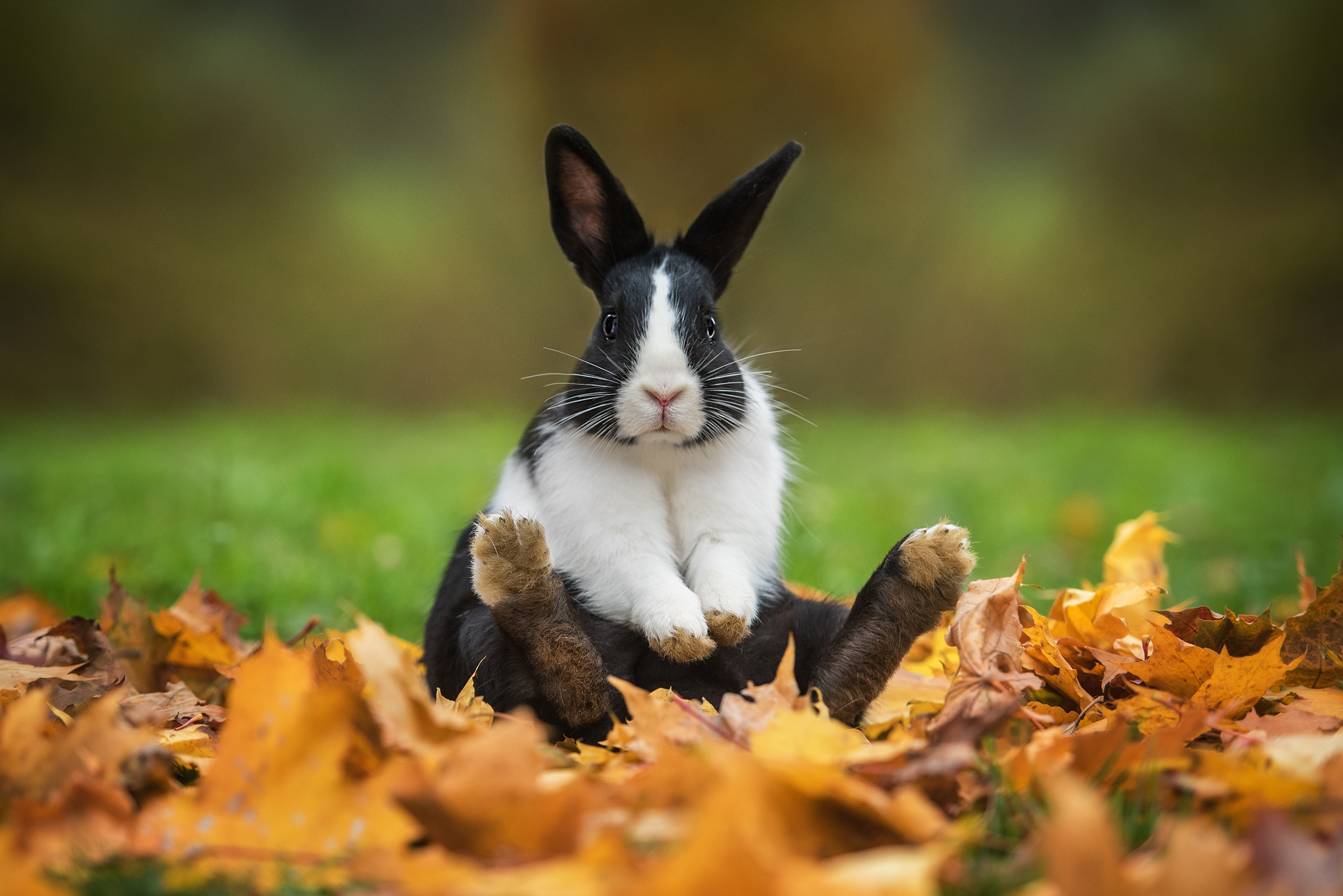 black and white rabbit in fall leaves