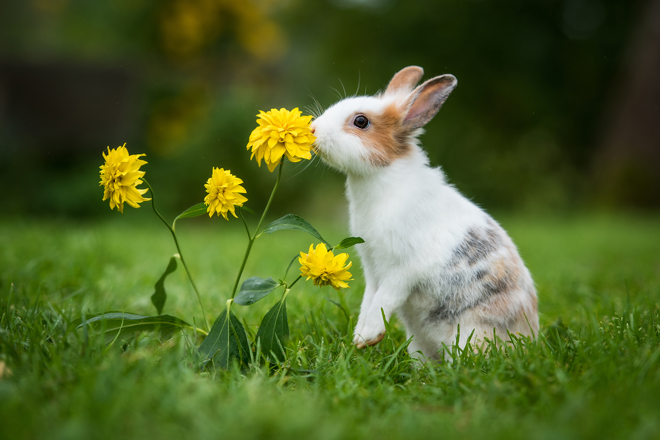 White rabbit smelling yellow flower