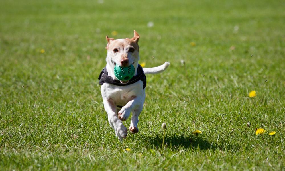 Tan dog playing with a green ball