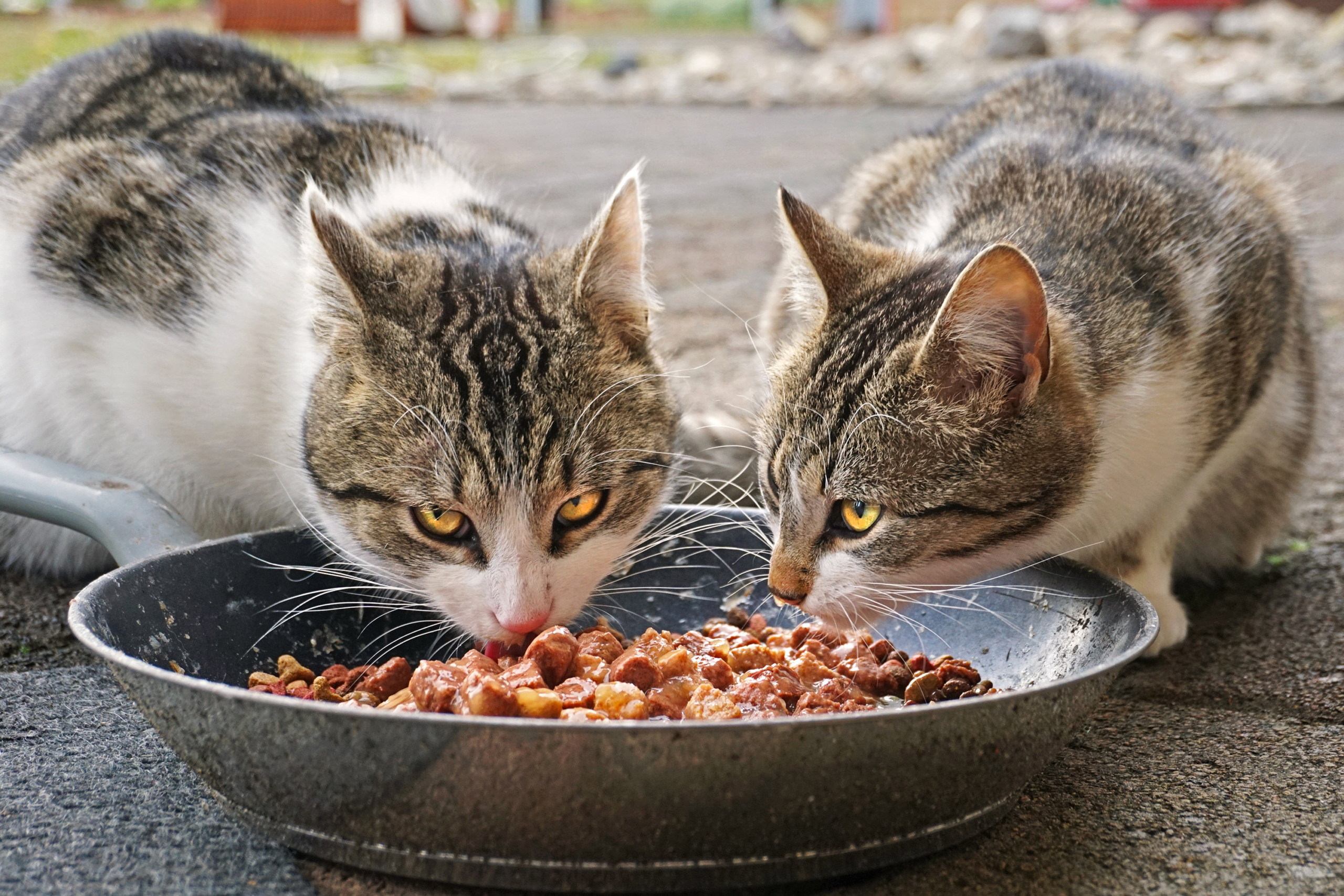 Is it bad to shop give cats dog food