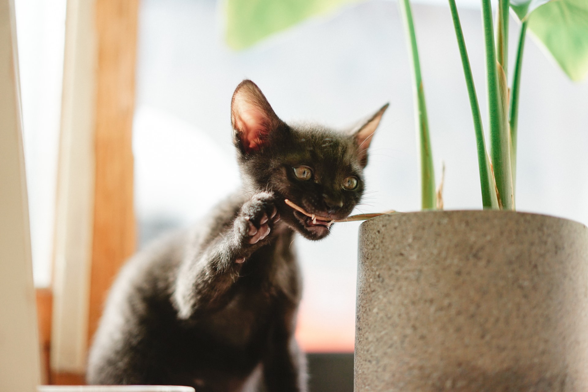 Find out when you can feed kittens dry food PawTracks