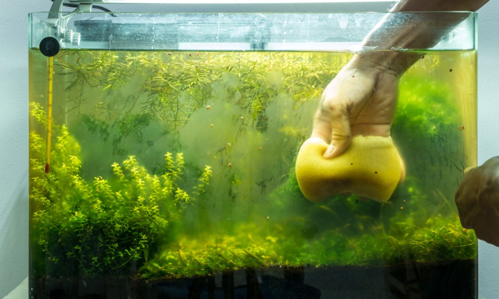 A hand and sponge wiping the side of a dirty green aquarium