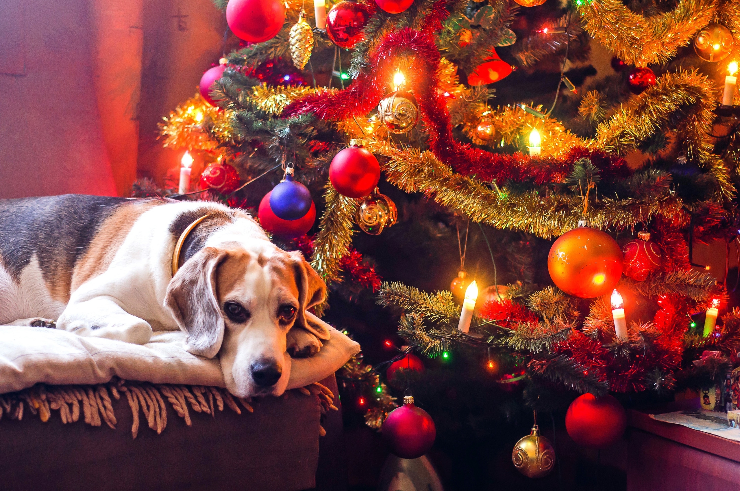 Christmas trees toxic to hot sale dogs