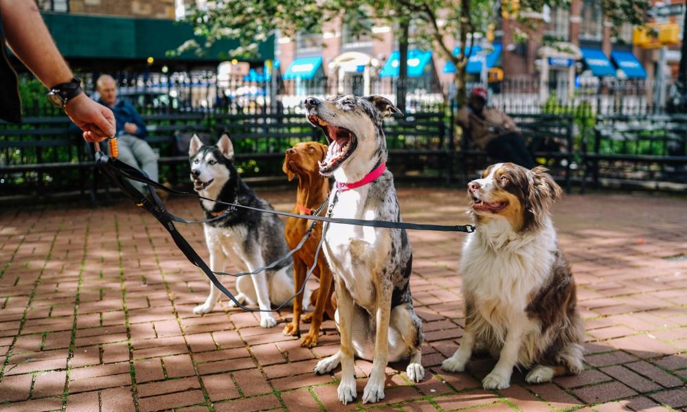 Four dogs in a park on leashes