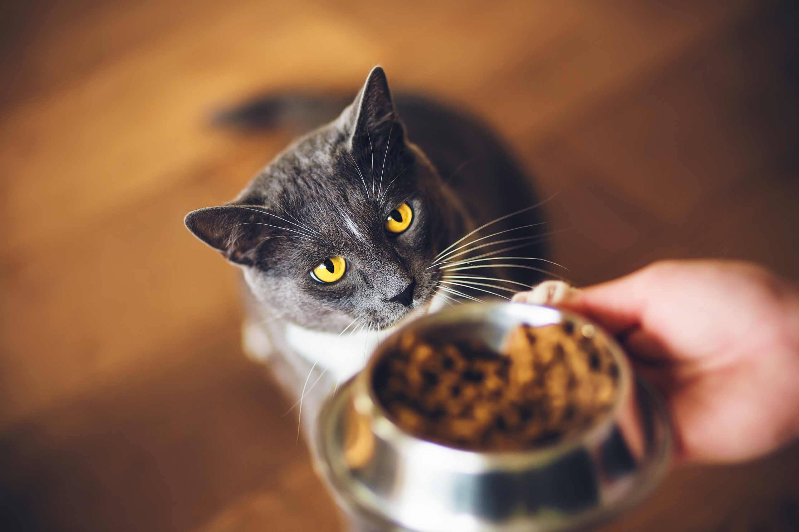 Food to fatten outlet up a cat