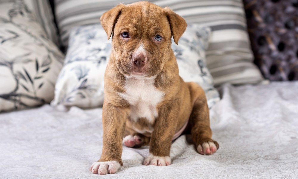 Blue-eyed pit bull puppy sitting on a bed