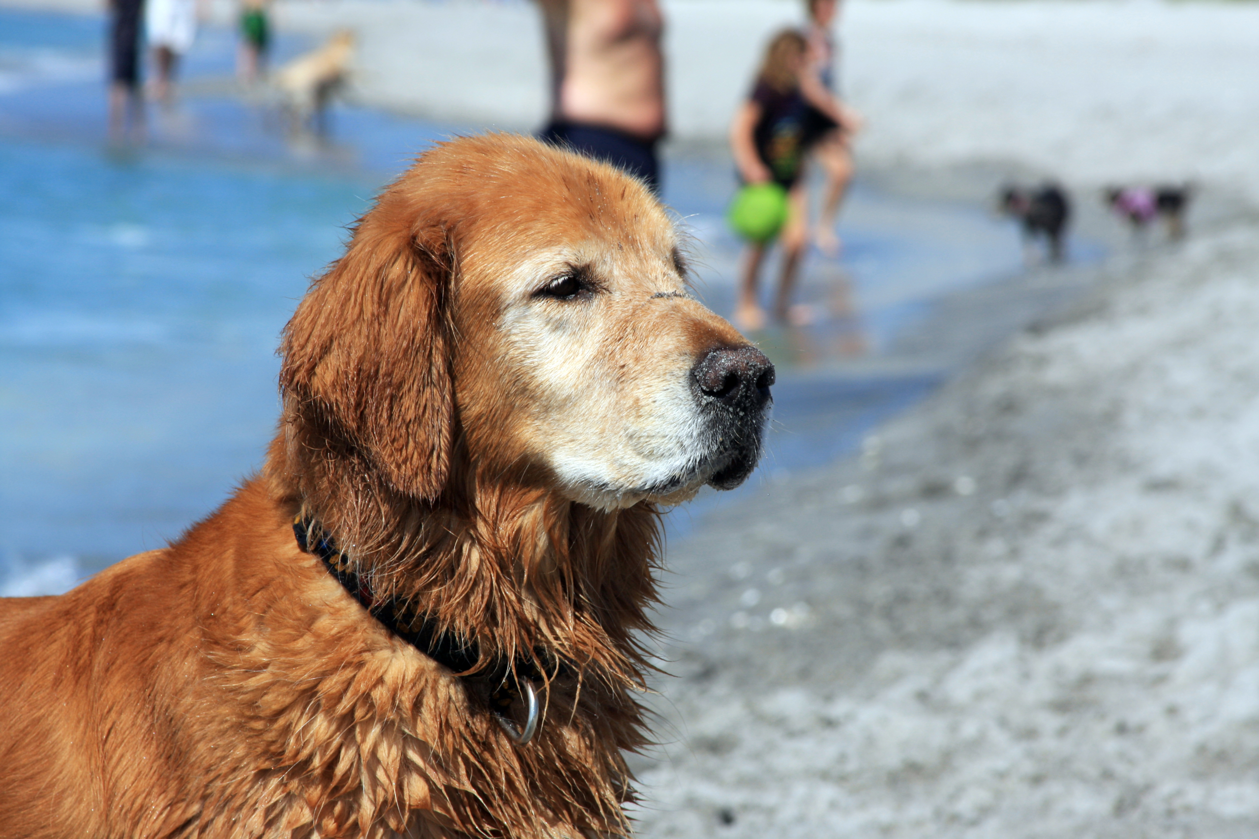 what are signs of aging in dogs