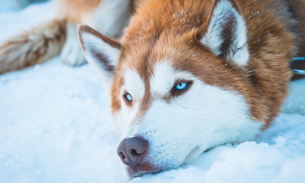 A red Siberian husky lying in the snow