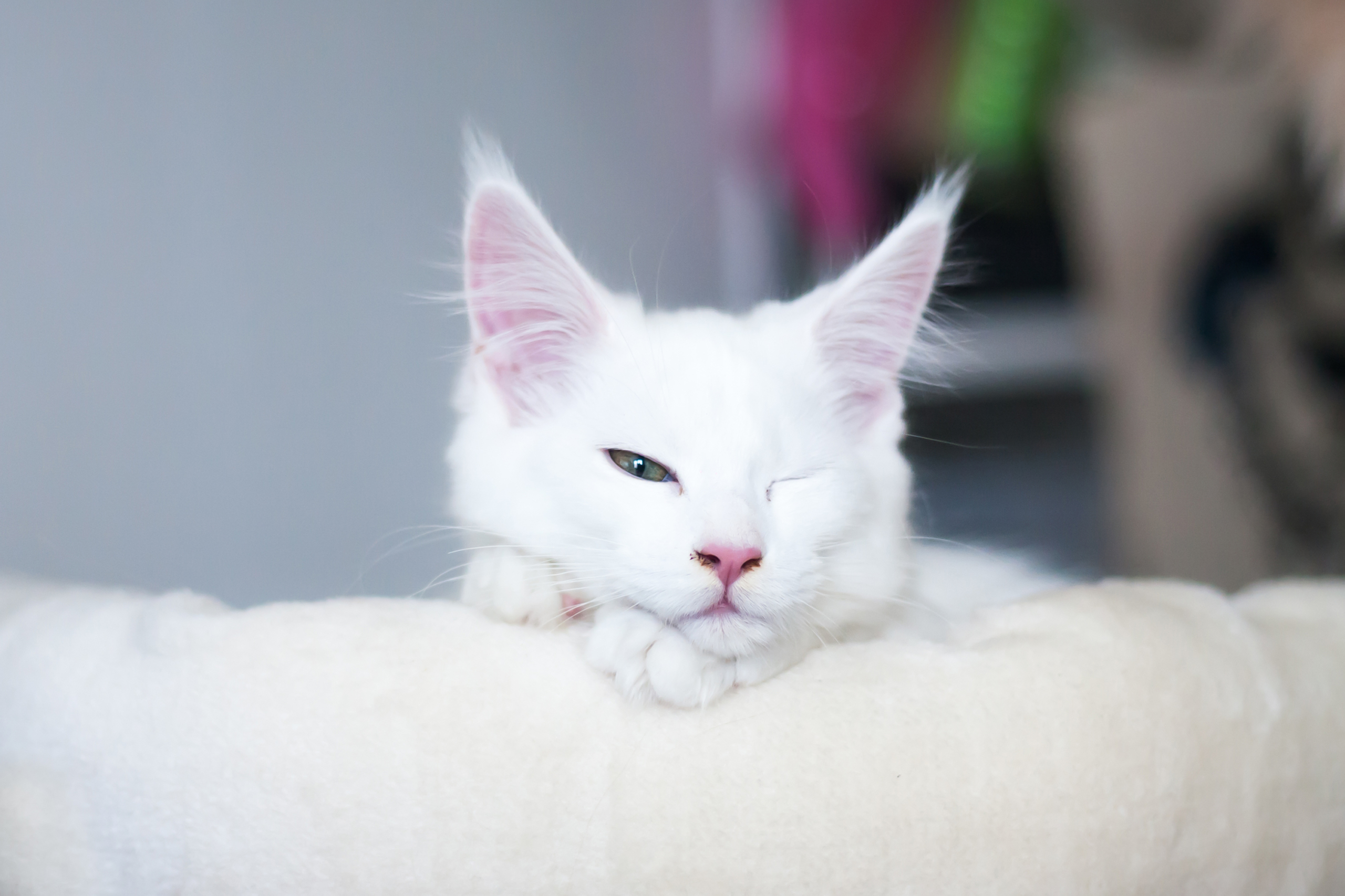 Why Do Cat Sleep With Their Eyes Open It s Creepy PawTracks