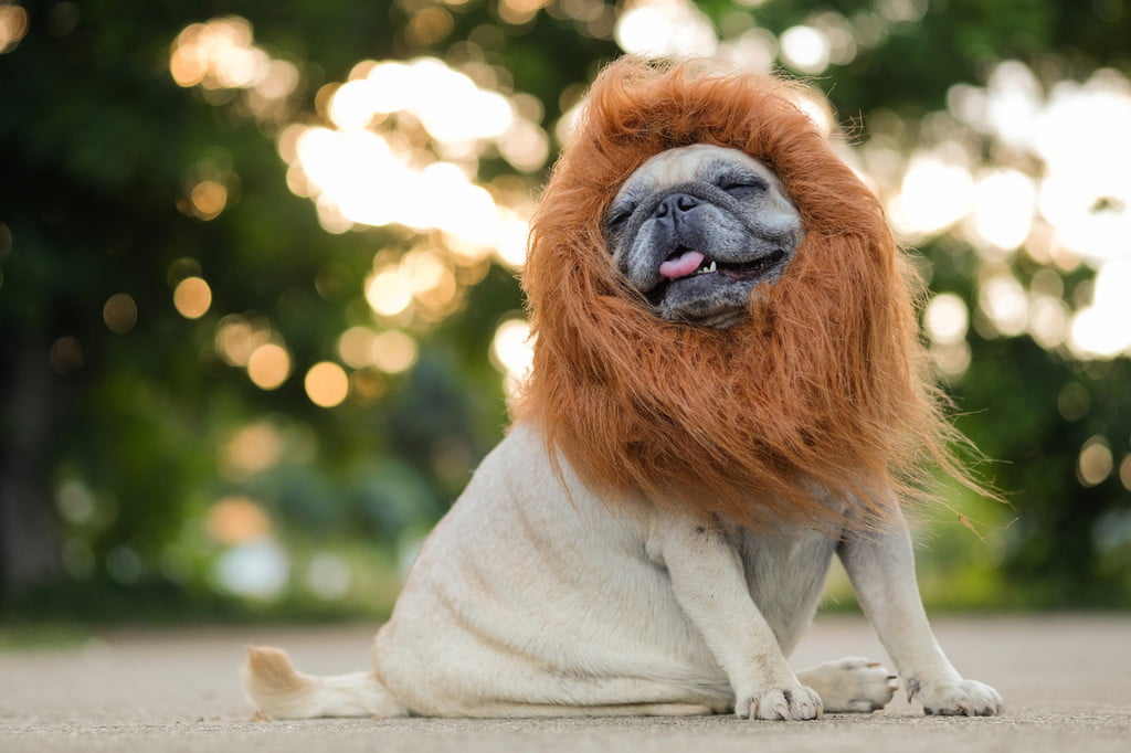 A pug wearing a lion mane costume sits and looks to the side