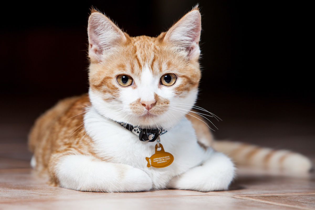 Cat collar and name tag sale