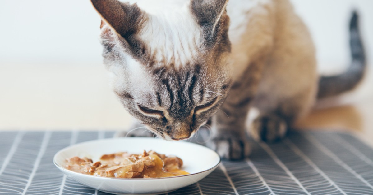 supplements-to-help-your-cat-put-on-weight-pawtracks