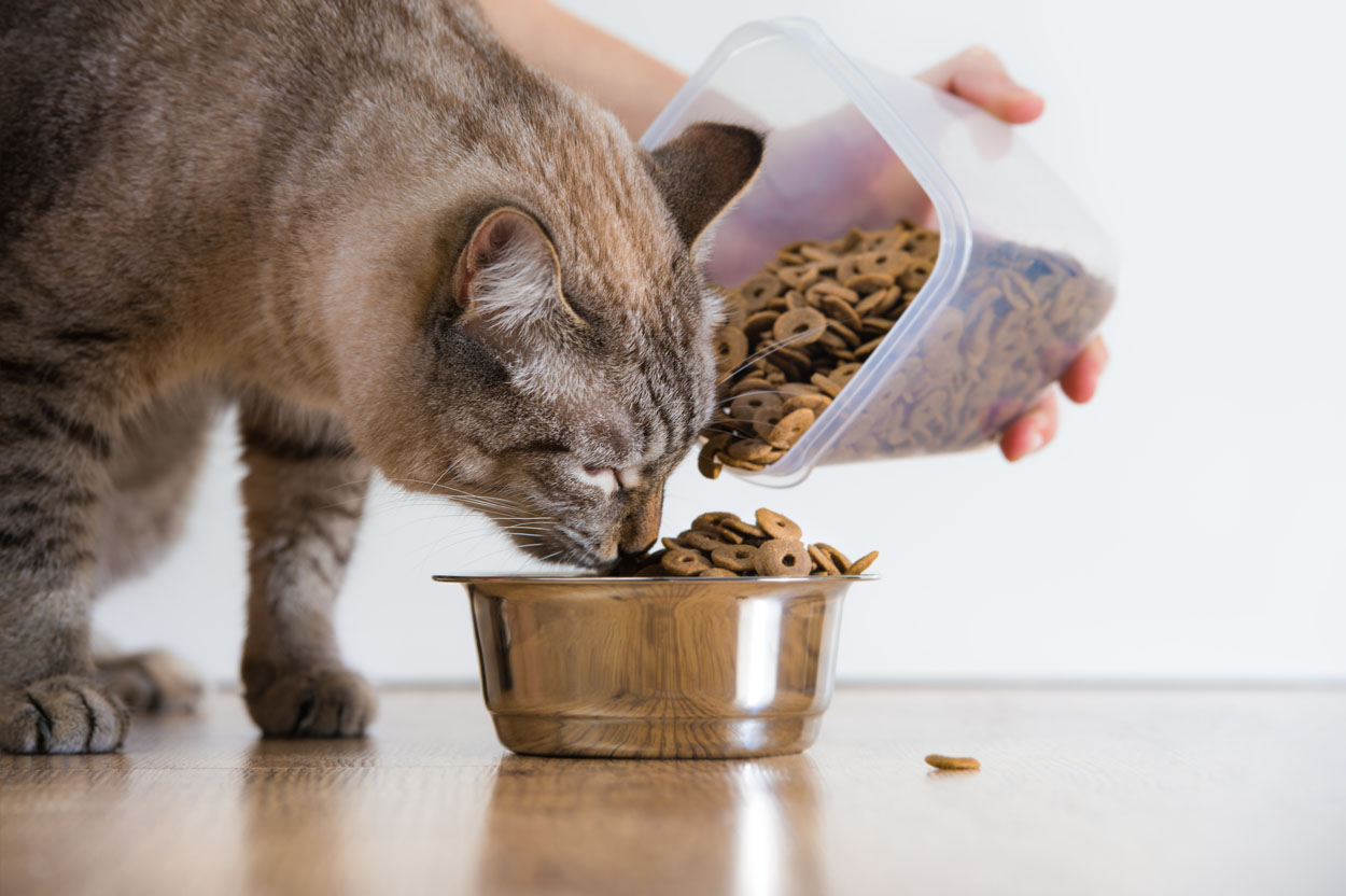 Dry cat outlet food storage