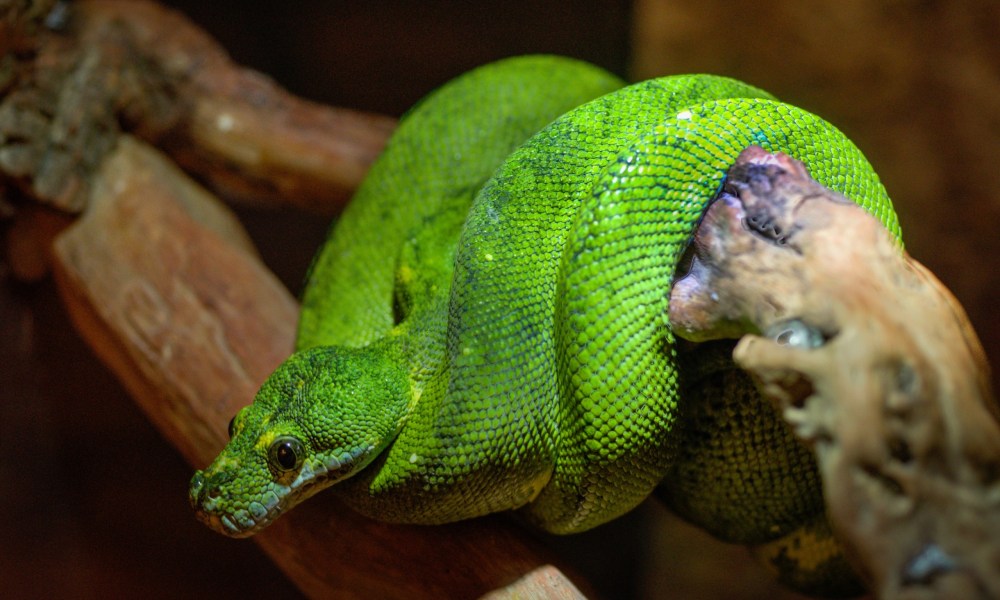 a green snake is coiled around a branch