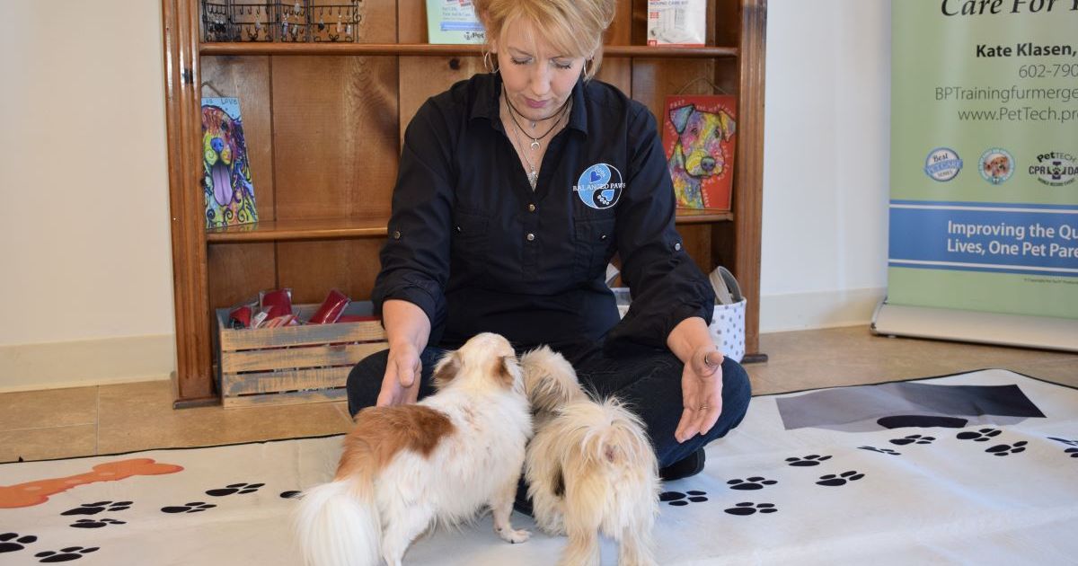 Can animal Reiki benefit your dog? What you need to know