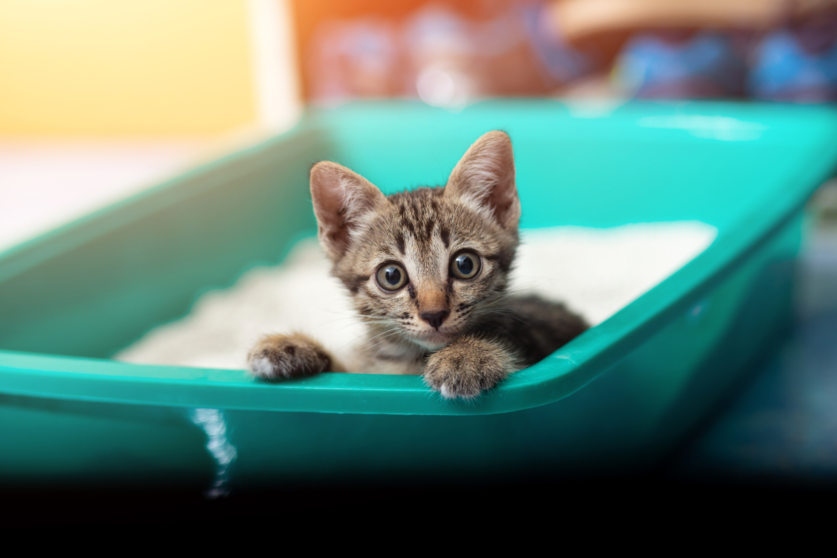 Cat sit in litter box sale