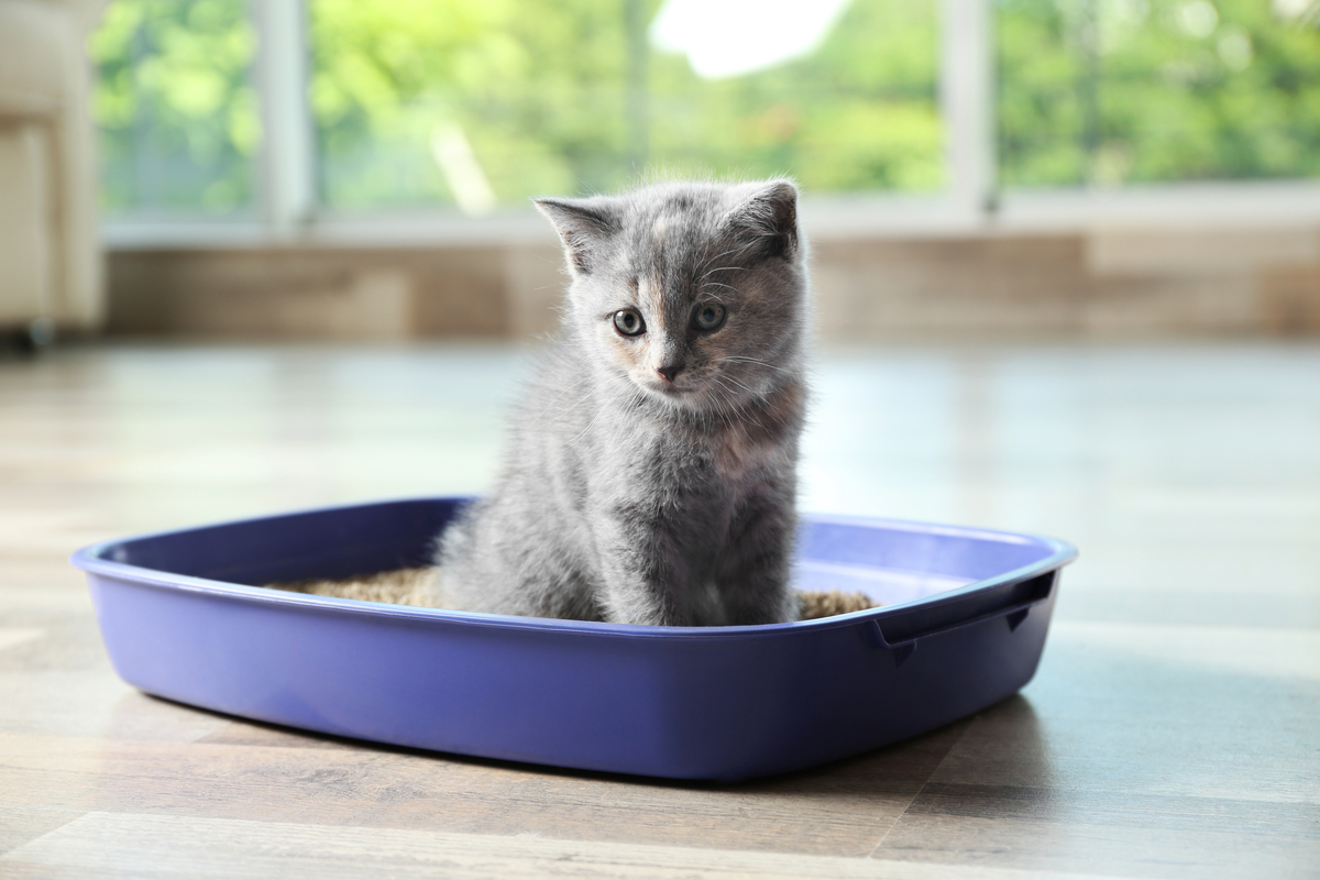 Retailer sick cat sleeping in litter box