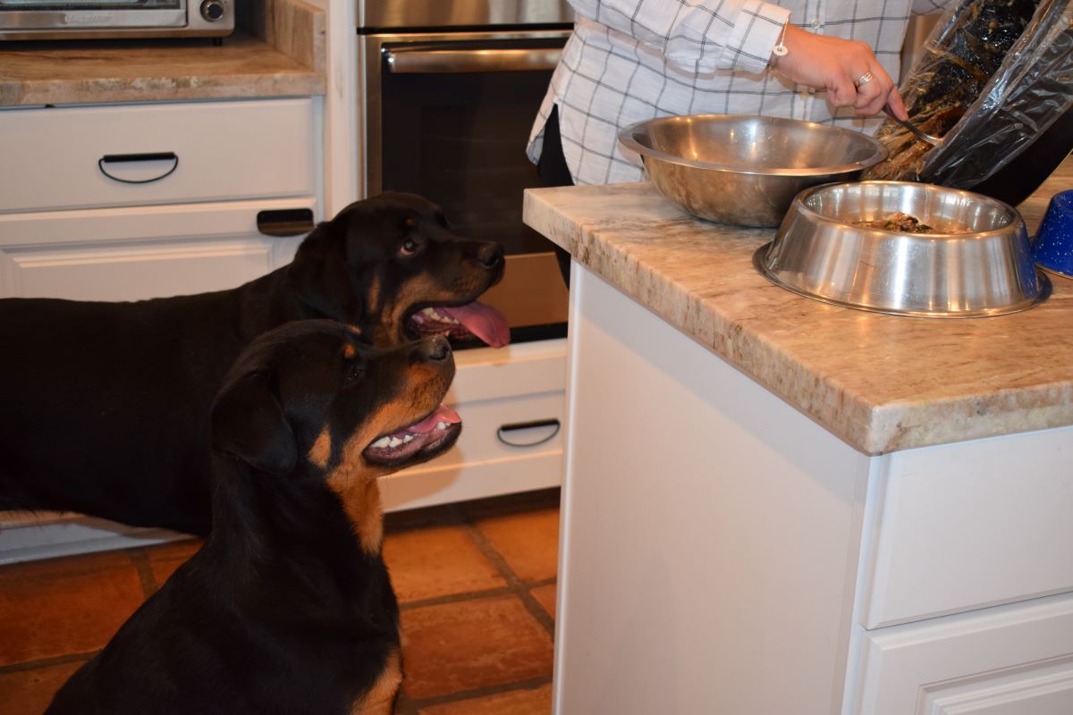 Home cooked food outlet for rottweilers