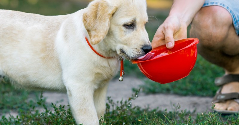 Is Your Puppy Drinking Enough Water? – American Kennel Club