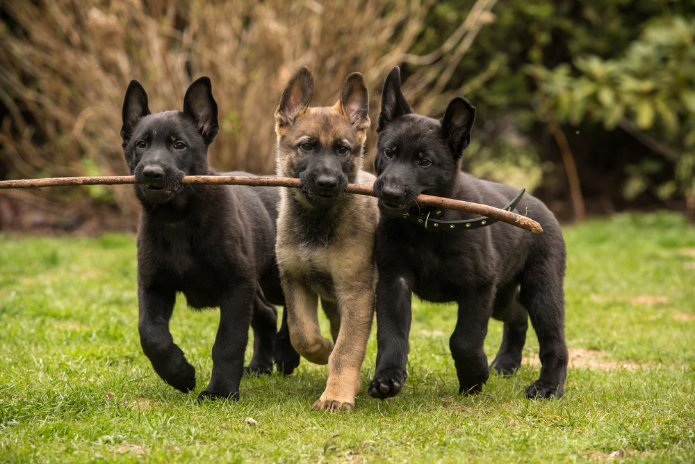 German shepherd clearance dog cage size